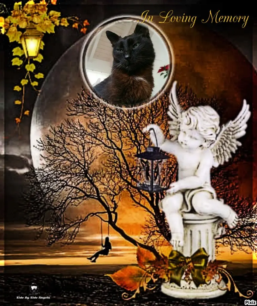 Condolence image of Tanja mit Timmy im Herzen 