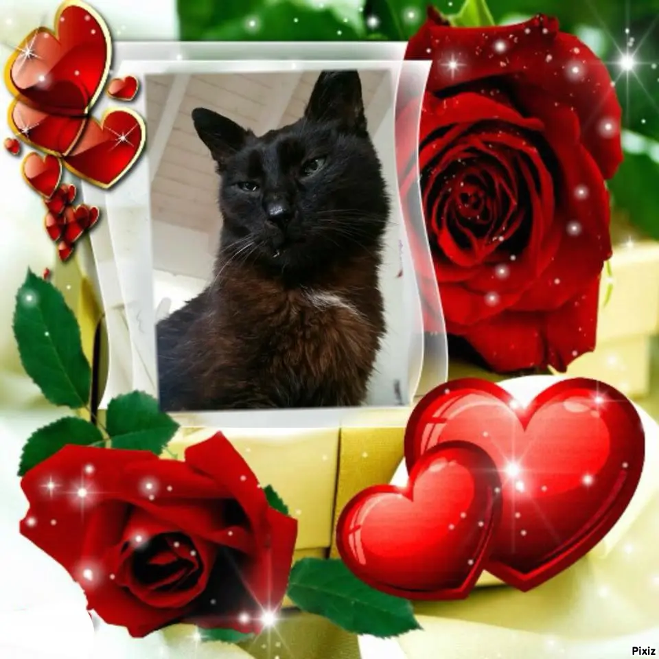 Condolence image of Timmys Mutti Tanja an Sternenprinz Benny ❤