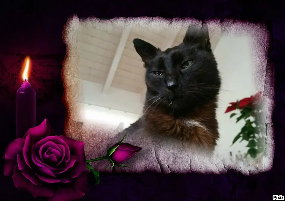 Condolence image of Timmys Mutti Tanja an Sternenprinz Benny ❤