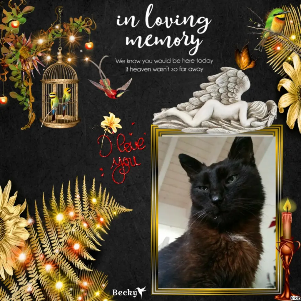 Condolence image of Tanja mit Timmy im Herzen 