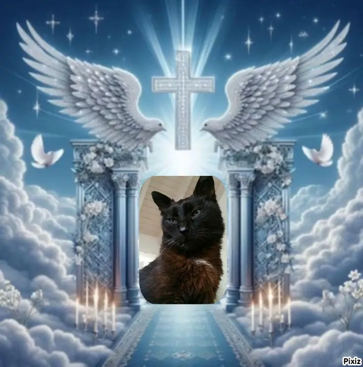 Condolence image of Tanja mit Timmy im Herzen 