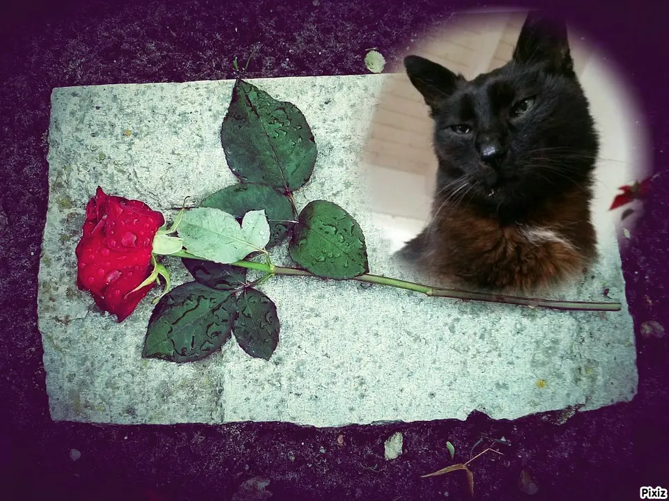Condolence image of Tanja mit Timmy im Herzen 
