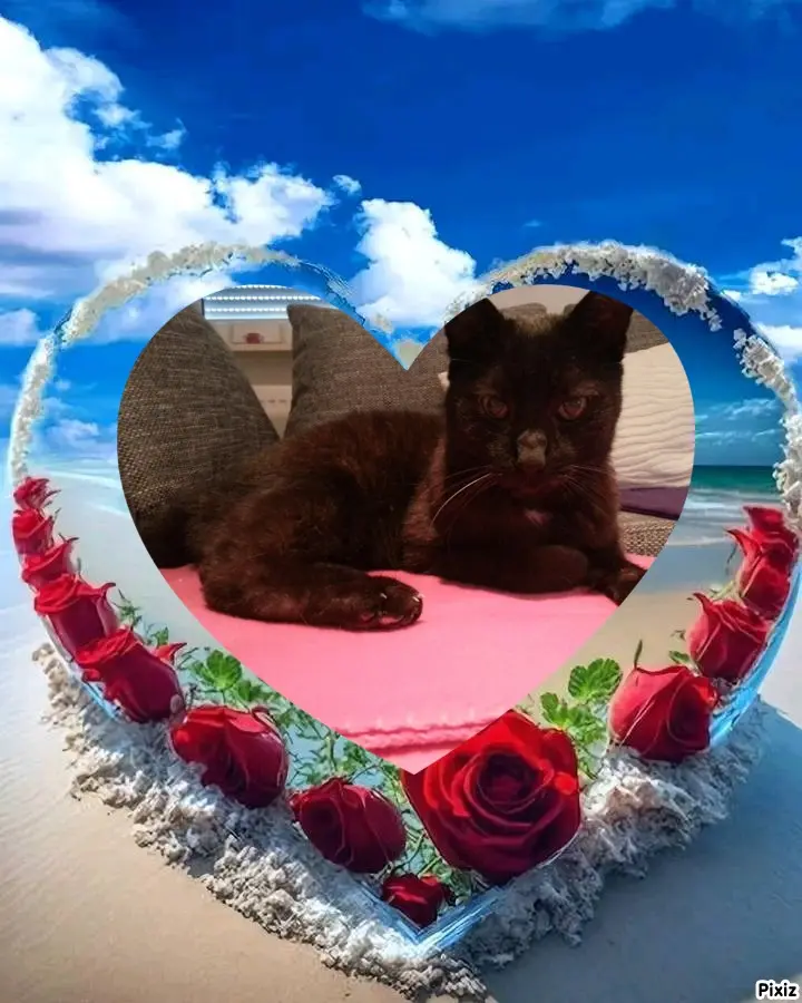 Condolence image of Für Bennyschatz ♥️