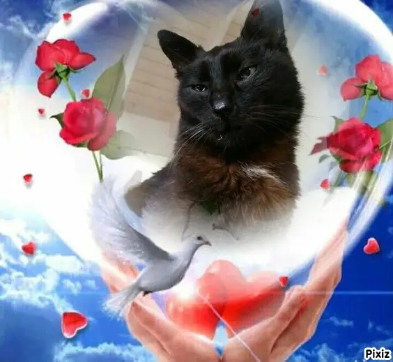 Condolence image of Tanja mit Timmy im Herzen 
