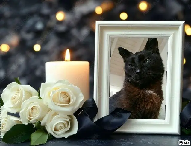 Condolence image of Tanja mit Timmy im Herzen 