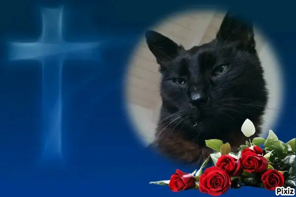 Condolence image of Tanja mit Timmy im Herzen 