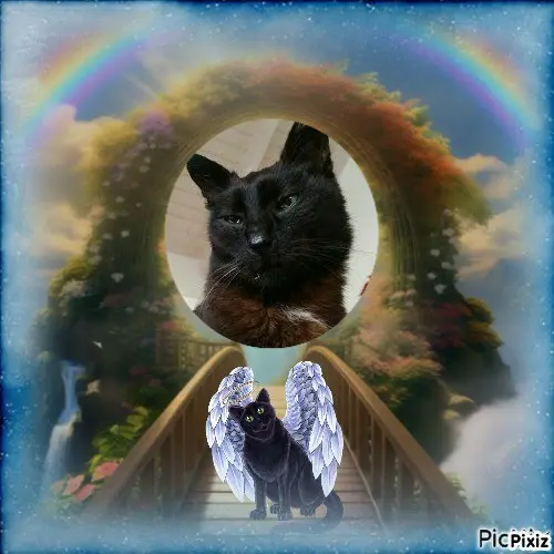 Condolence image of Tanja mit Timmy im Herzen 