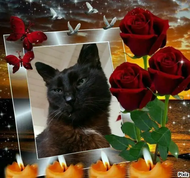 Condolence image of Tanja mit Timmy im ❤