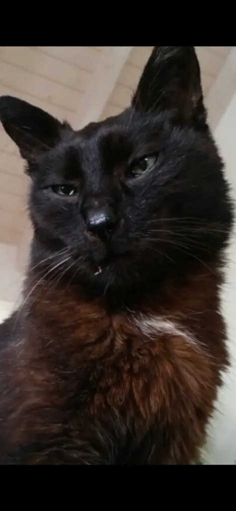 Condolence image of Für meinen Bube❤️❤️