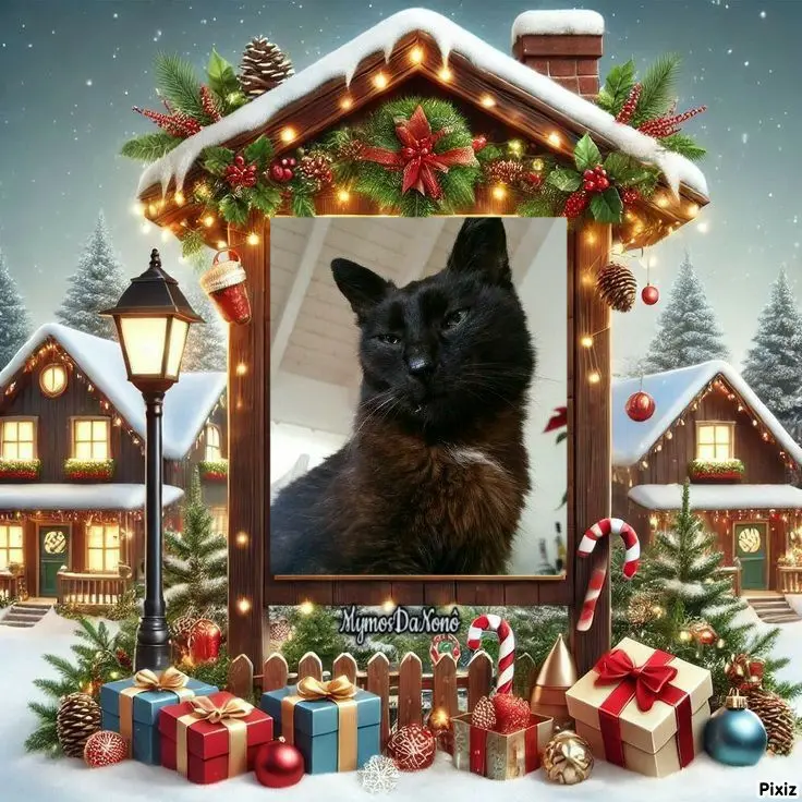 Condolence image of Timmys Mutti Tanja an den hübschen Sternenprinz Bennylein 💖🐈🐾