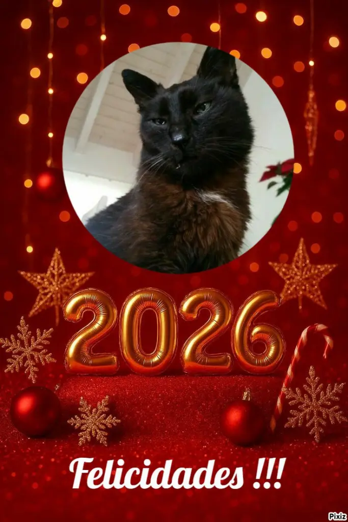 Condolence image of Timmys Mutti an den hübschen Sternenprinz Bennylein 💖🐾🐈