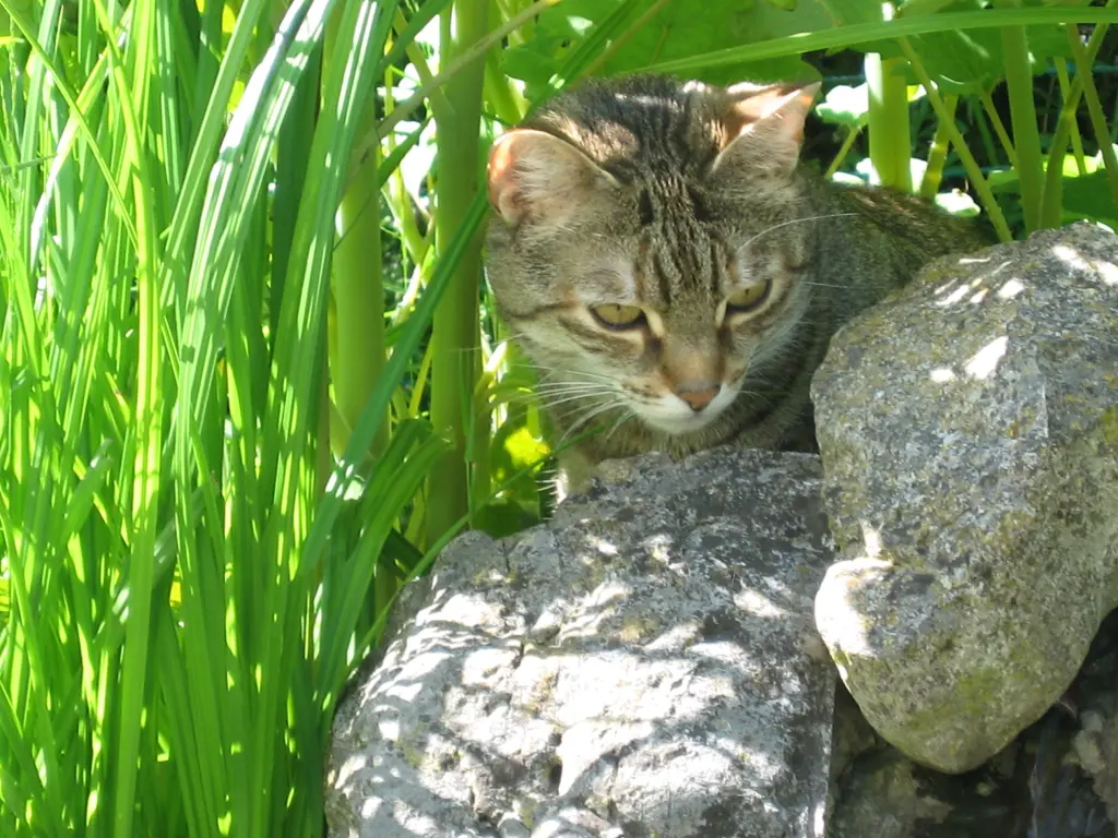 Condolence image of für Benny, Marples schwarzen Prinzen ♥