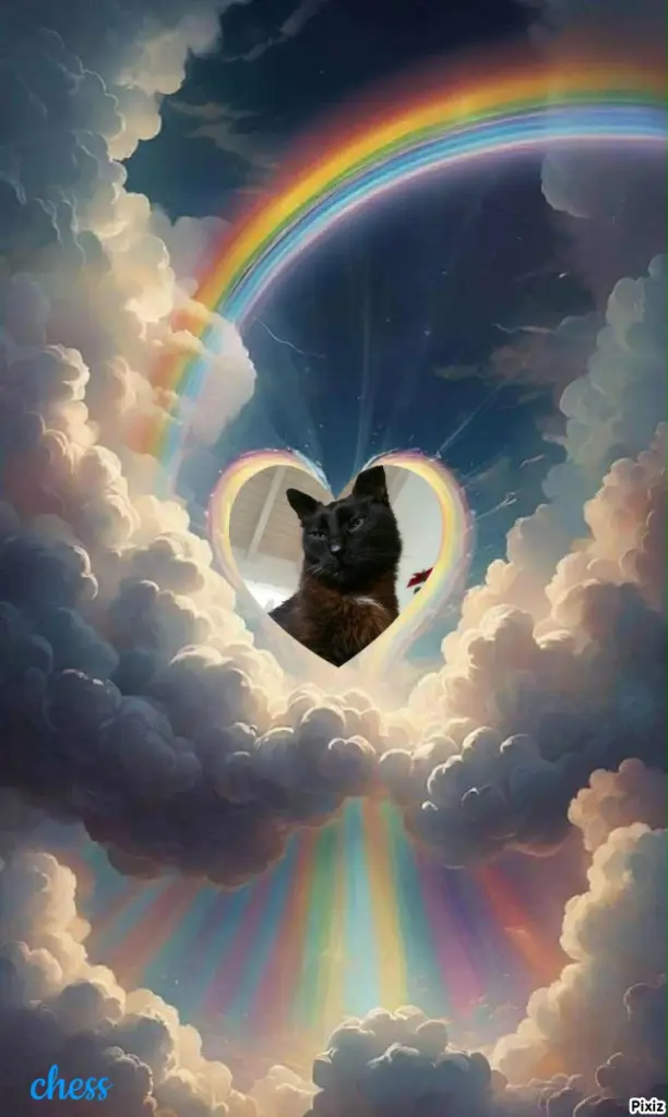 Condolence image of Tanja mit Timmy im 💘🐈🐾
