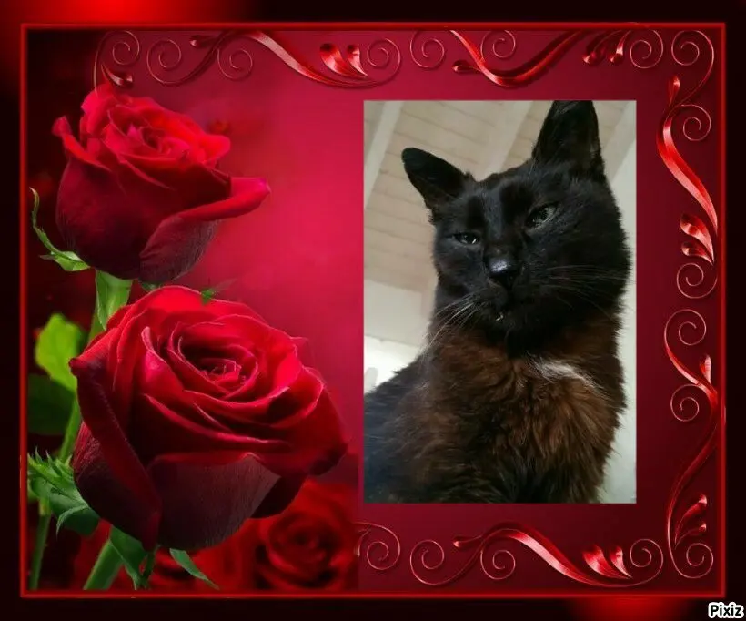 Condolence image of Tanja mit Timmy im 💖🐈🐾