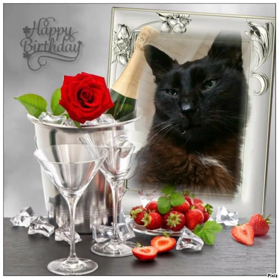 Condolence image of Tanja mit Timmy im 💖🐈🐾