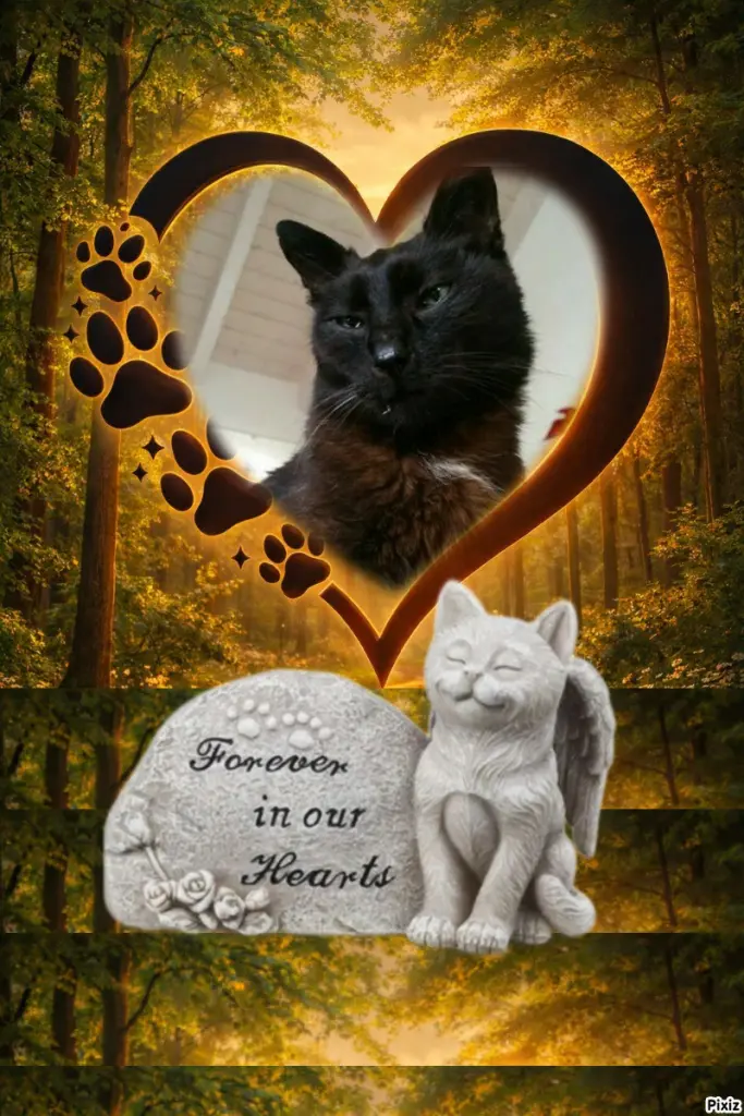 Condolence image of Tanja mit Timmy im 💖🐈🐾