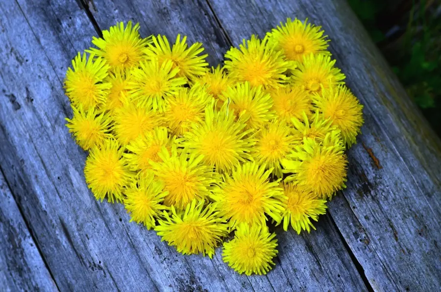 Condolence image of Für Benny in Liebe ❤️