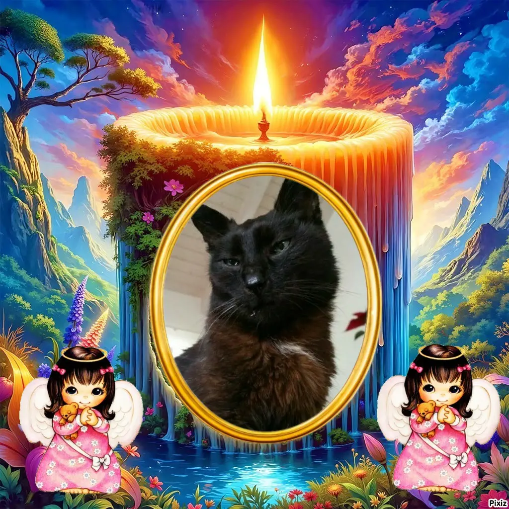 Condolence image of Tanja mit Timmy im 💖🐈🐾
