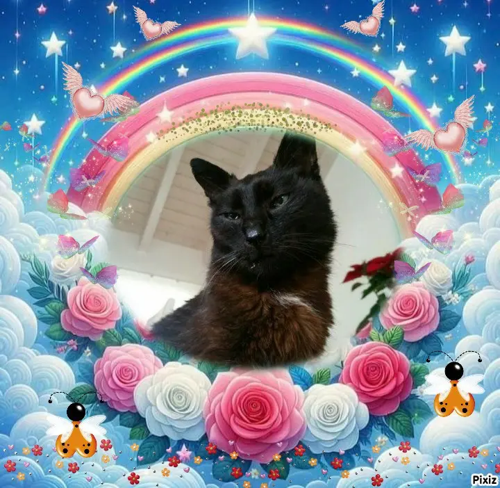 Condolence image of Tanja mit Timmy im 💖🐈🐾