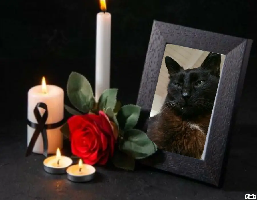Condolence image of Tanja mit Timmy im 💖🐈🐾