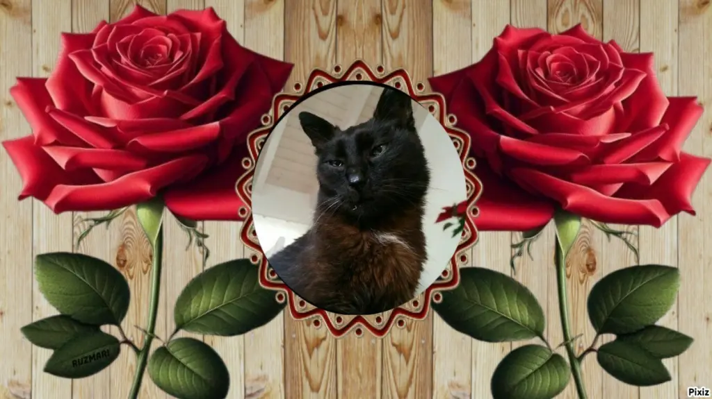 Condolence image of Tanja mit Timmy im 💖🐈🐾