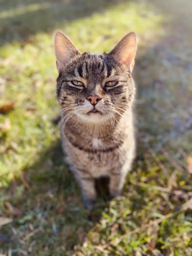 Image from Gismo