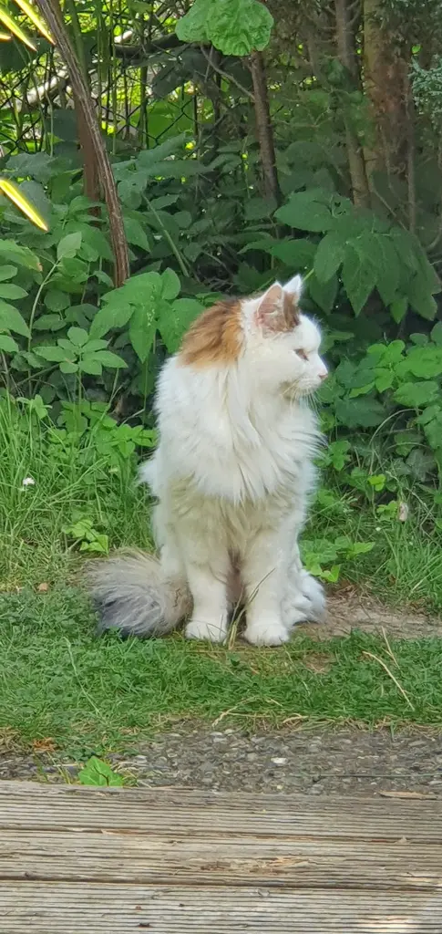 Condolence image of Silke