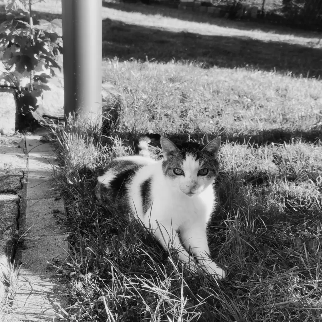 Image from Jones
