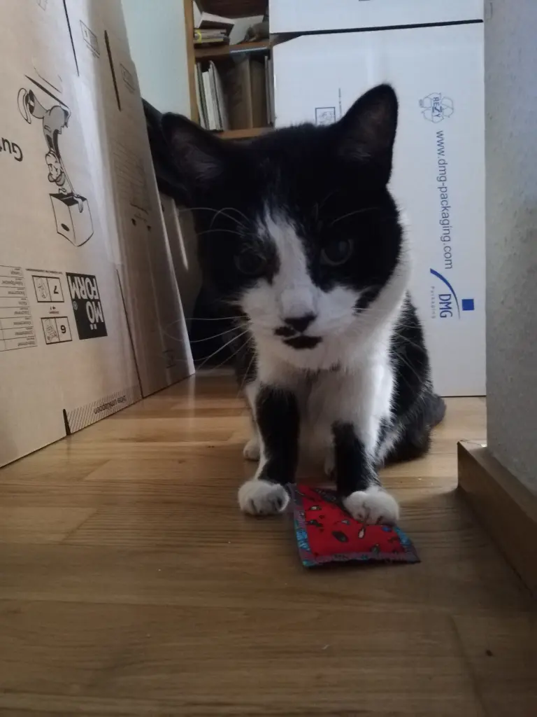 Image from Kami