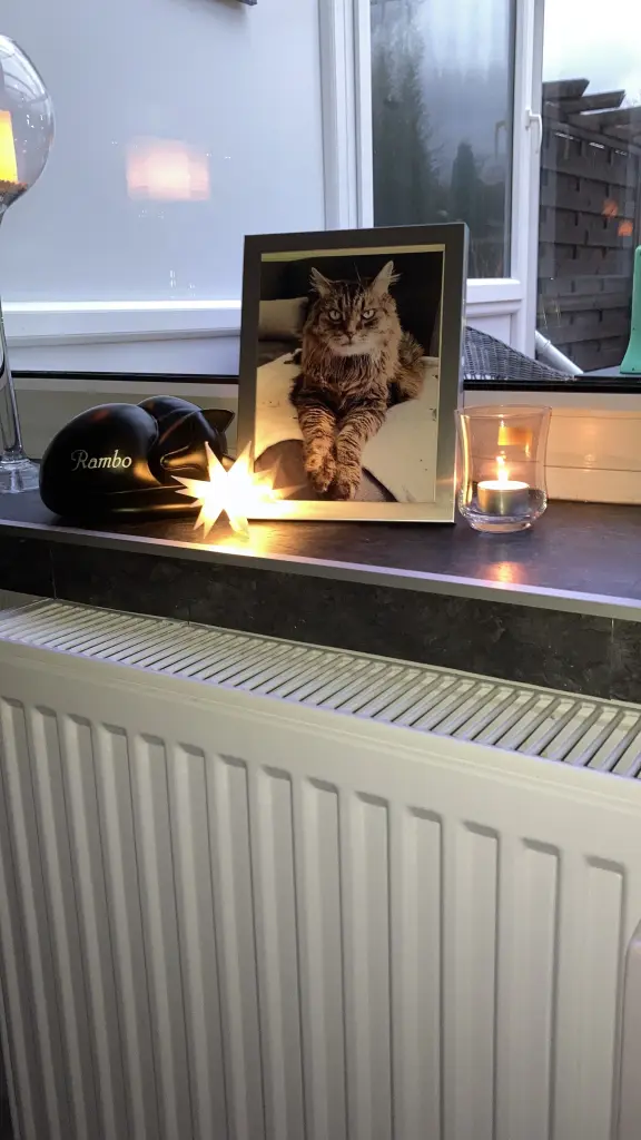Condolence image of Ramona mit Rambo im Herzen ❤️