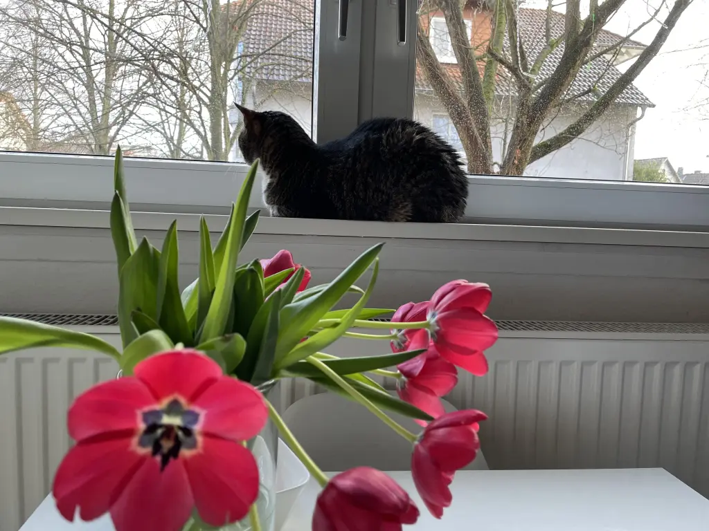 Image from Stella