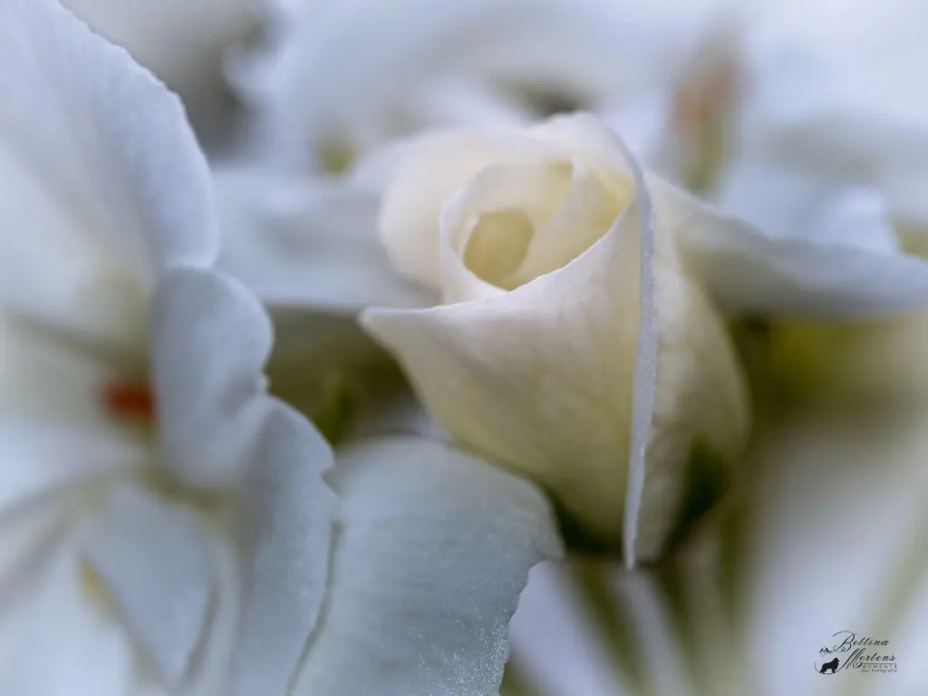 Condolence image of Bettina