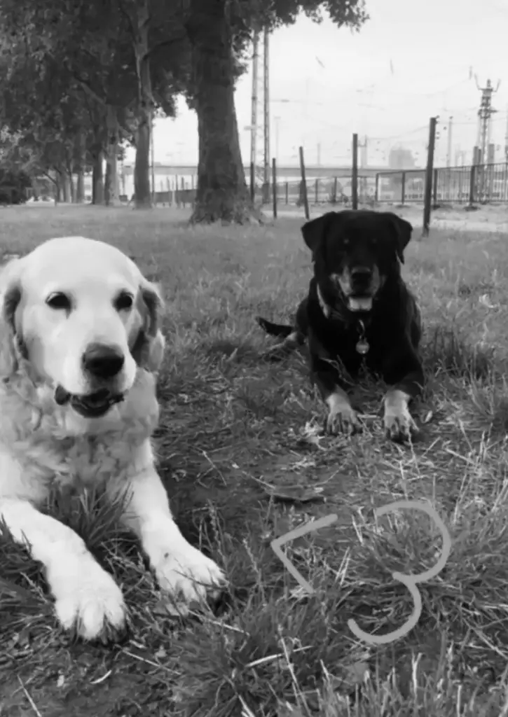 Condolence image of Andrea und Cali  Mick 