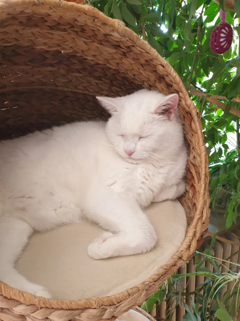 Condolence image of Sandra