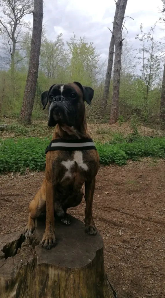 Image from Tyson