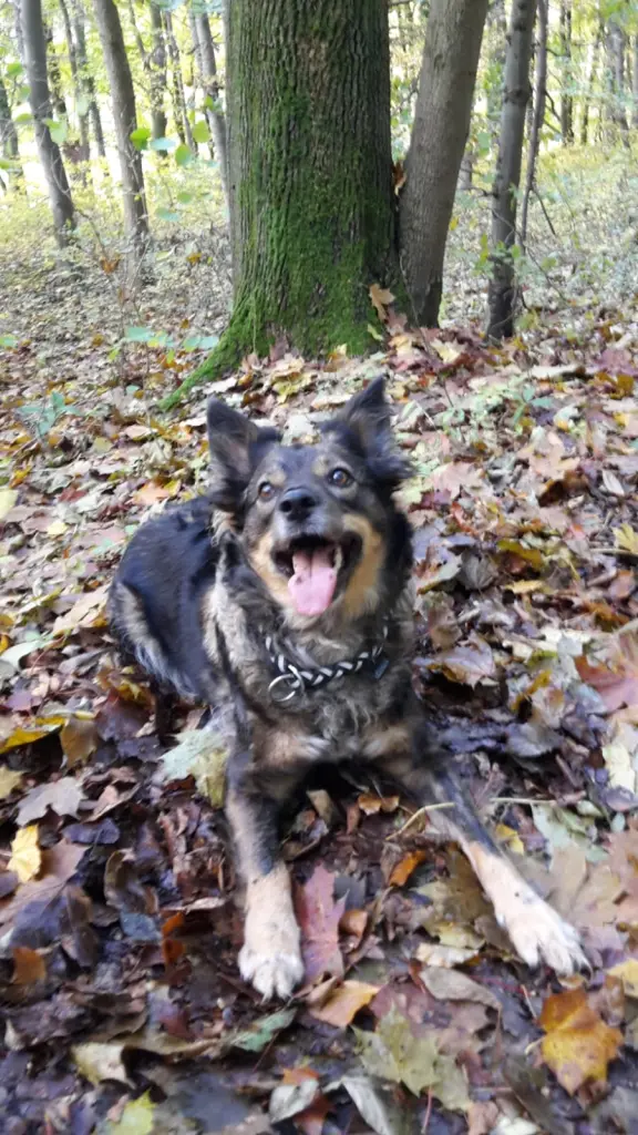 Image from Cookie