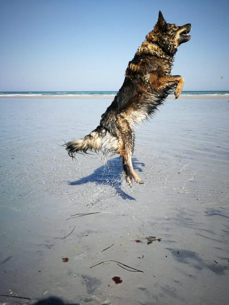 Image from Cookie