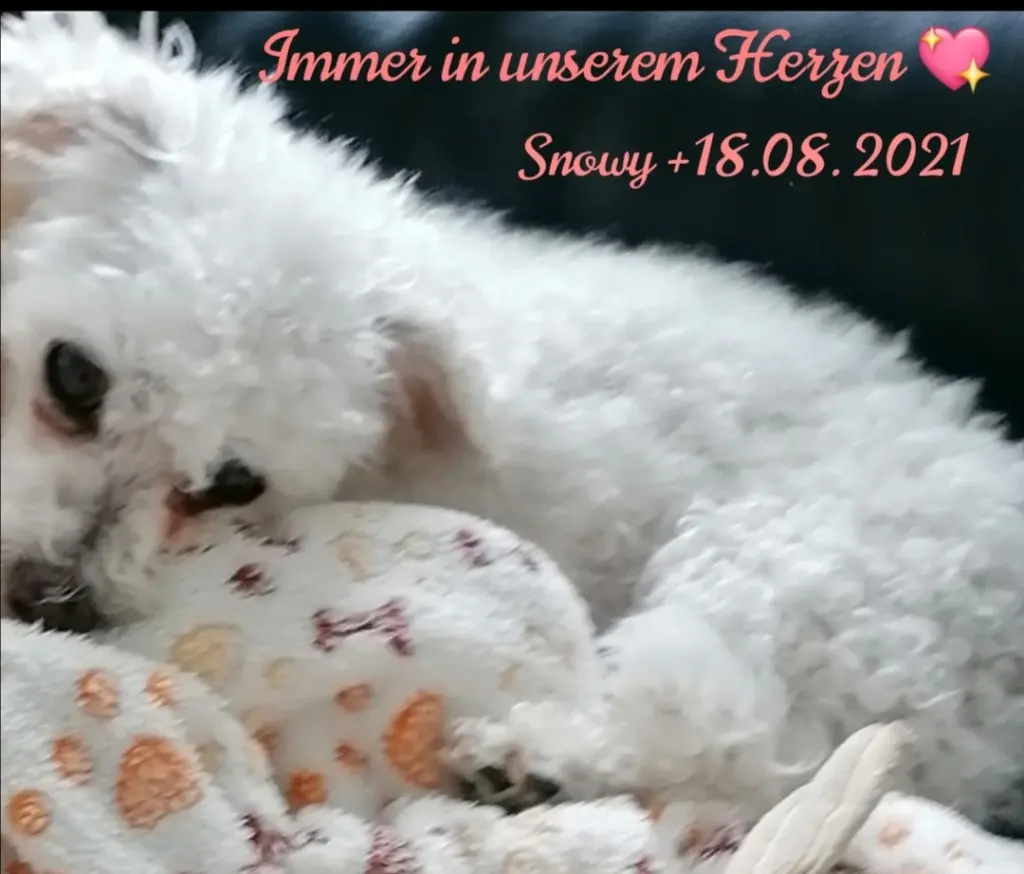 Andachtsbild von Gaby mit Snowy ❤️