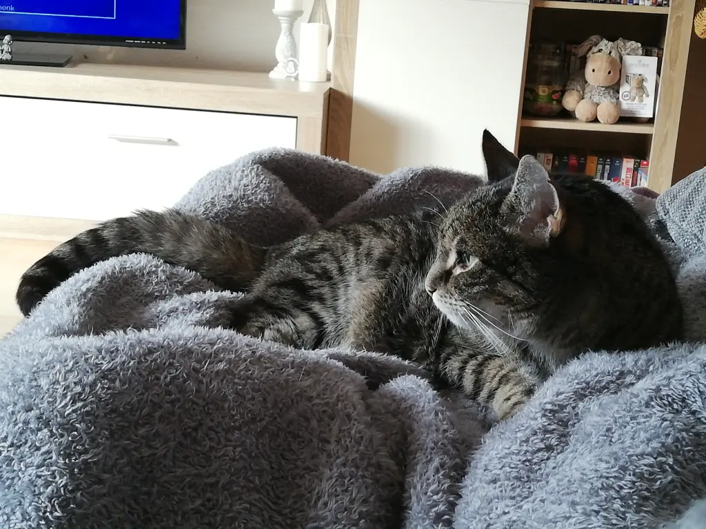Image from Gizmo