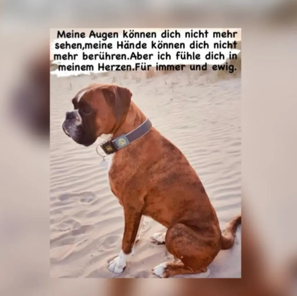 Condolence image of Karina und Jörg mit Floyd im ❤