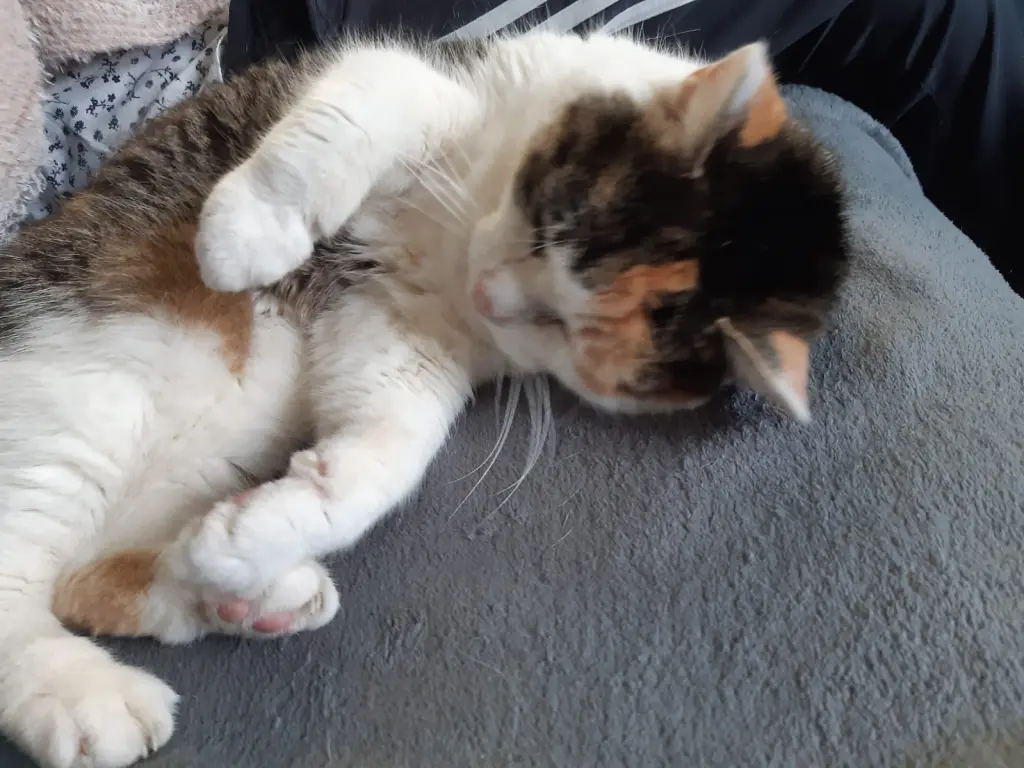 Image from Kitty