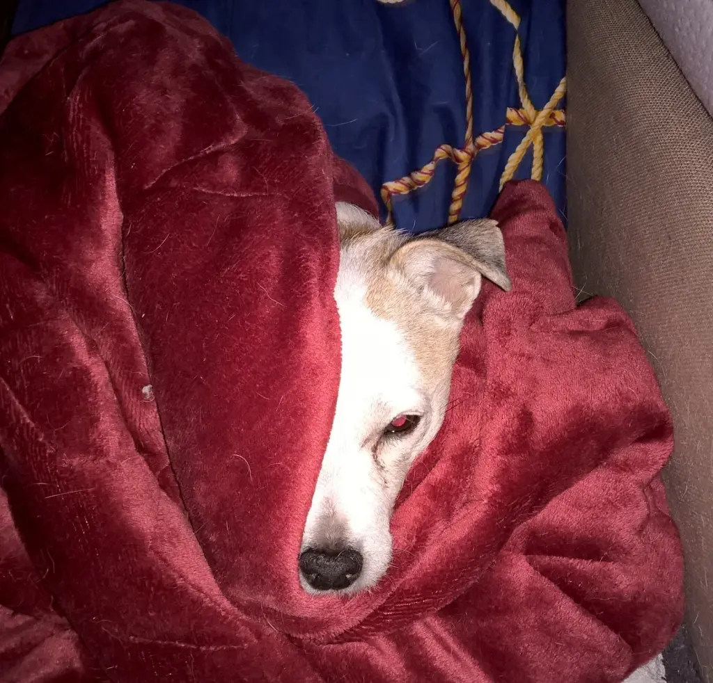 Image from Dottie