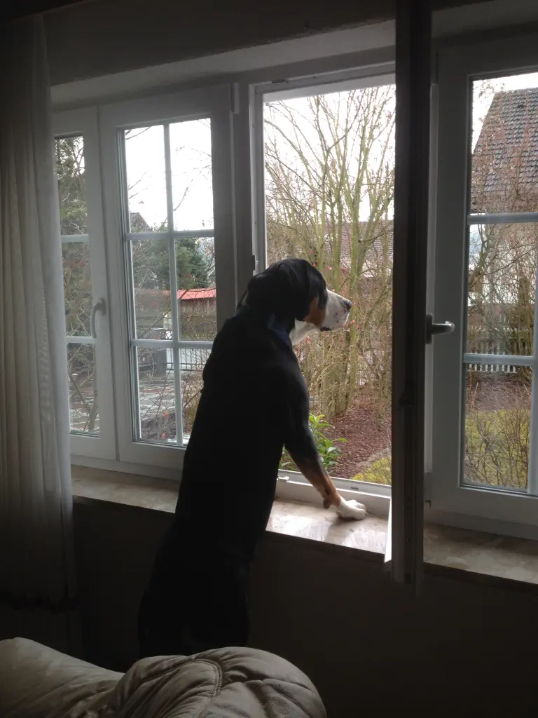 Image from Ludwig