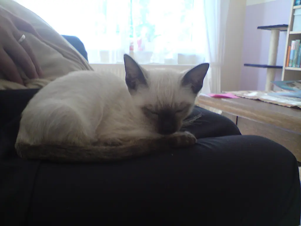 Image from Zoe