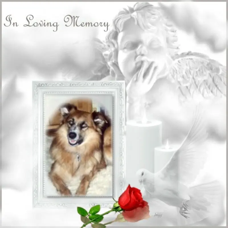 Condolence image of 7.Sternchen❤️Gedenktag❤️❤️❤️❤️❤️❤️❤️