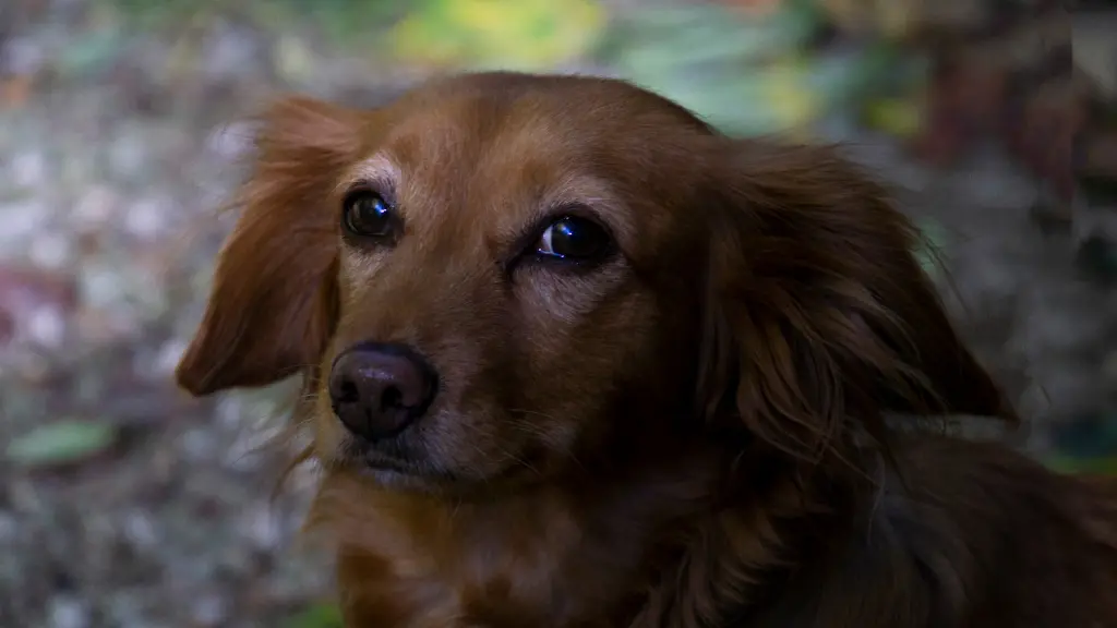 Image from Frodo