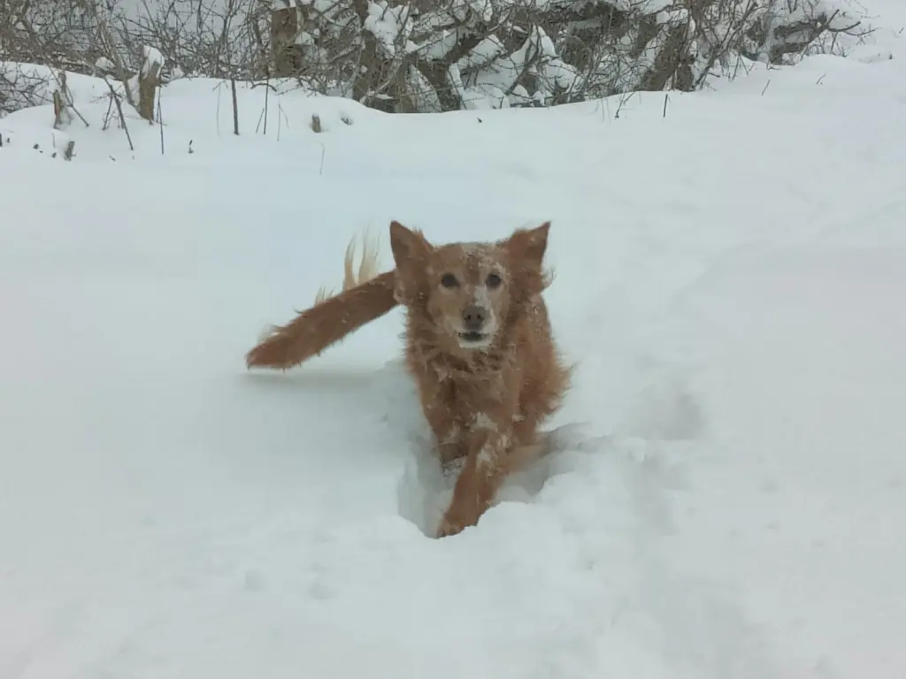 Image from Frodo