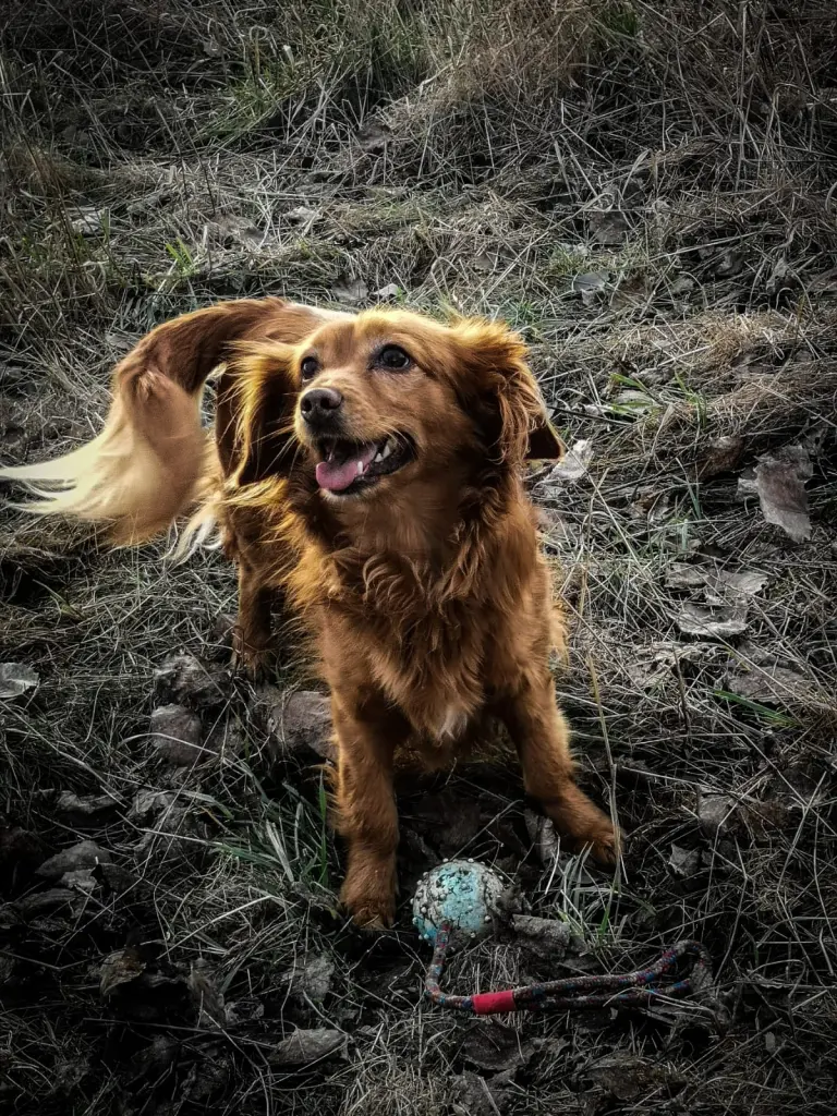Image from Frodo