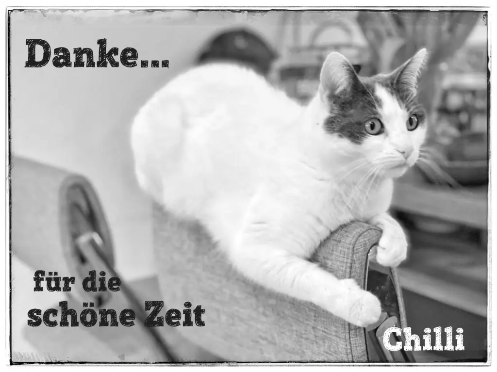 Image from Chilli