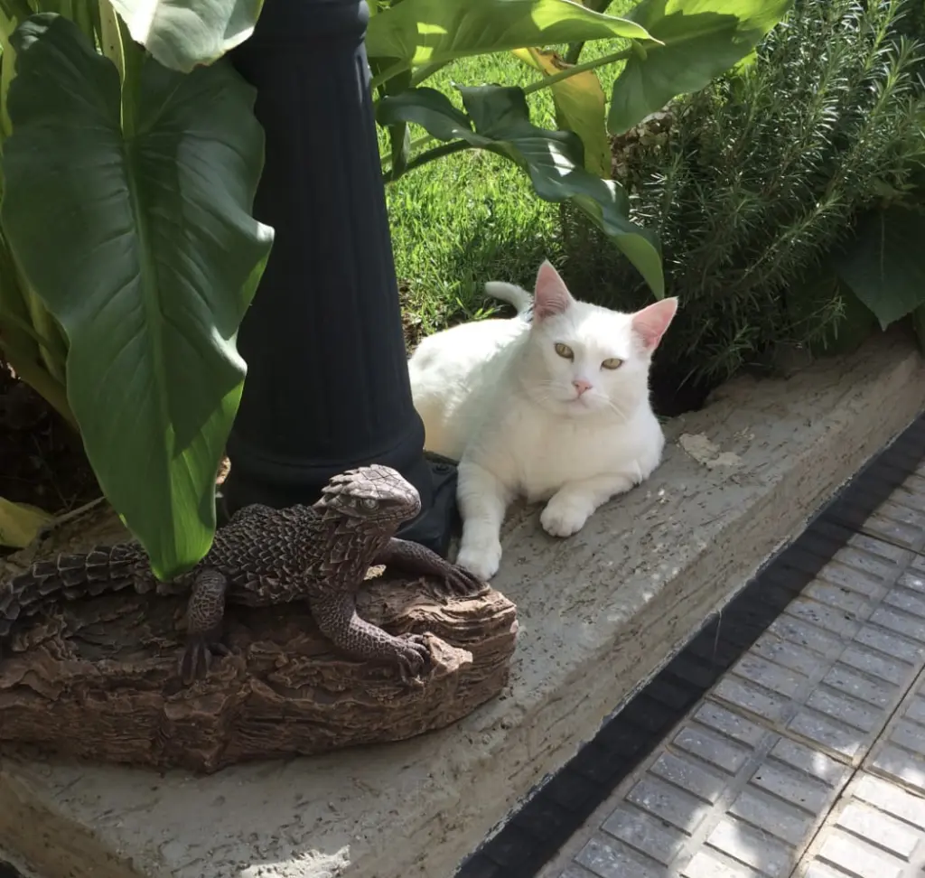 Image from NokNok